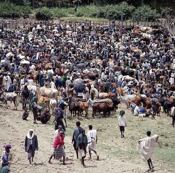 A large gathering of people at Senbetes livestock market