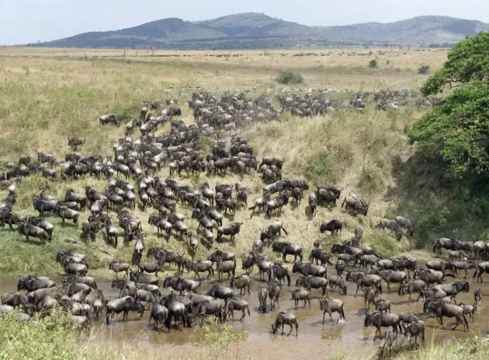 Framed Print : A large herd of Wildebeest and Burchells zebra Framed Print : A large herd of Wildebeest and Burchells zebra