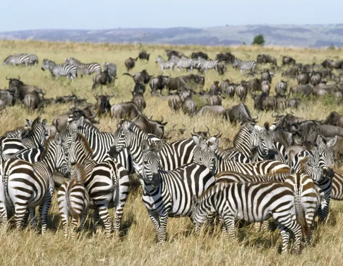 Framed Print : Large herds of wildebeest intermingle with Burchell s Framed Print : Large herds of wildebeest intermingle with Burchell s
