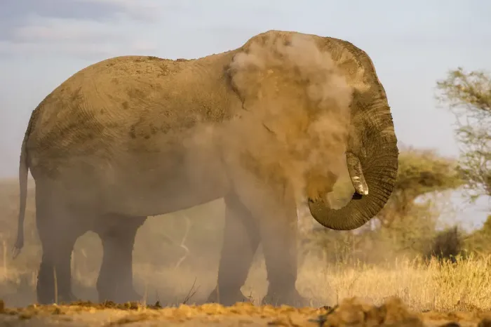 Framed Print : Large male African elephant giving himself a dust bath, Serengeti, Tanzania