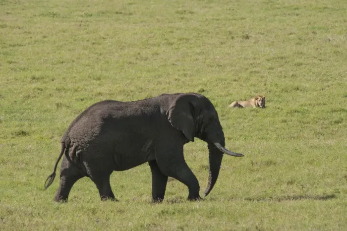 Framed Print : Large male elephant and male lion, Ngorongoro Crater, Tanzania
