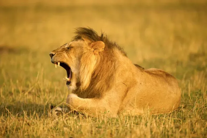 Framed Print : Large male lion yawning showing his teeth, Serengeti, Tanzania Framed Print : Large male lion yawning showing his teeth, Serengeti, Tanzania