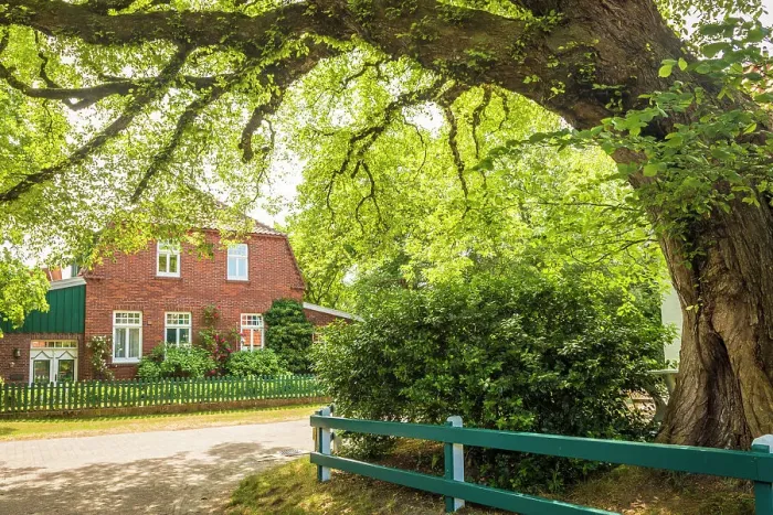 Framed Print : Large old chestnut tree in the village center of Spiekeroog, East Frisian Islands, East Frisia, Lower Saxony, Germany Framed Print : Large old chestnut tree in the village center of Spiekeroog, East Frisian Islands, East Frisia, Lower Saxony, Germany