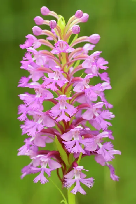 Framed Print : Large purple fringed orchid blossom (Platanthera grandiflora) Framed Print : Large purple fringed orchid blossom (Platanthera grandiflora)