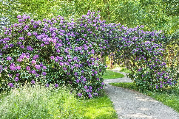 Large rhododendron in the park of Schloss Bothmer in Klutz, Mecklenburg-West Pomerania, Baltic Sea, North Germany, Germany
