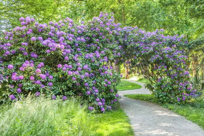 Framed Print : Large rhododendron in the park of Schloss Bothmer in Klutz, Mecklenburg-West Pomerania, Baltic Sea, North Germany, Germany Framed Print : Large rhododendron in the park of Schloss Bothmer in Klutz, Mecklenburg-West Pomerania, Baltic Sea, North Germany, Germany