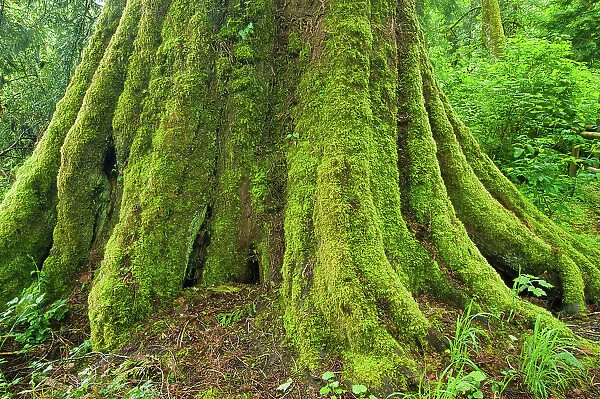 Large tree in Coastal rainforest. Goldstream Provincial Park, British Columbia, Canada