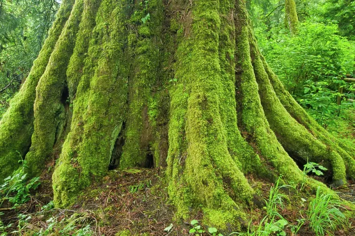 Framed Print : Large tree in Coastal rainforest. Goldstream Provincial Park, British Columbia, Canada Framed Print : Large tree in Coastal rainforest. Goldstream Provincial Park, British Columbia, Canada
