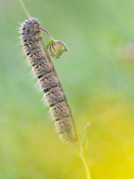 Lasiocampa trifolii, caterpillar, Vobbia, Italy