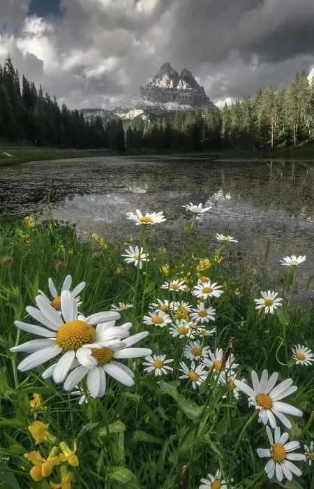 Framed Print : Late afternoon light over the Tre Cime di Lavaredo from the Antorno lake, with some daisies in the foreground. Dolomites, Italy Framed Print : Late afternoon light over the Tre Cime di Lavaredo from the Antorno lake, with some daisies in the foreground. Dolomites, Italy
