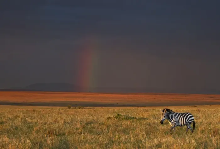 Framed Print : The late afternoon sun breaks through rain clouds in the Masai Mara National Reserve to paint the landscape a hue of brilliant golden-red with a rainbow in Framed Print : The late afternoon sun breaks through rain clouds in the Masai Mara National Reserve to paint the landscape a hue of brilliant golden-red with a rainbow in