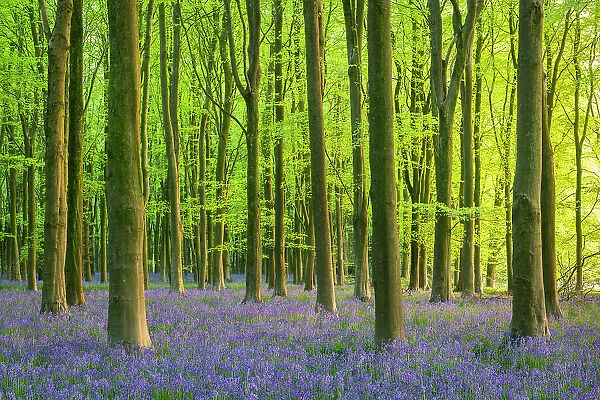 Late evening sunshine in a beautiful bluebell woodland, West Woods, Wiltshire, England. Spring (May) 2022