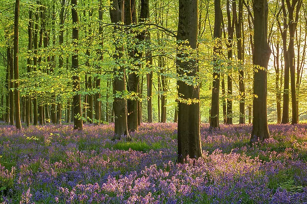 Late evening sunshine in a beautiful bluebell woodland, West Woods, Wiltshire, England. Spring (May) 2022