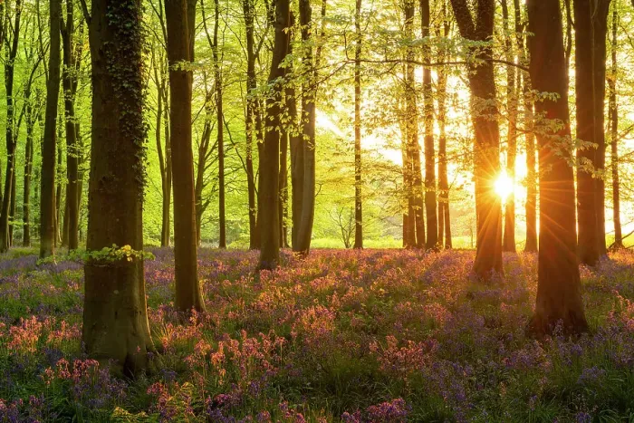 Framed Print : Late evening sunshine in a beautiful bluebell woodland, West Woods, Wiltshire, England. Spring (May) 2022 Framed Print : Late evening sunshine in a beautiful bluebell woodland, West Woods, Wiltshire, England. Spring (May) 2022