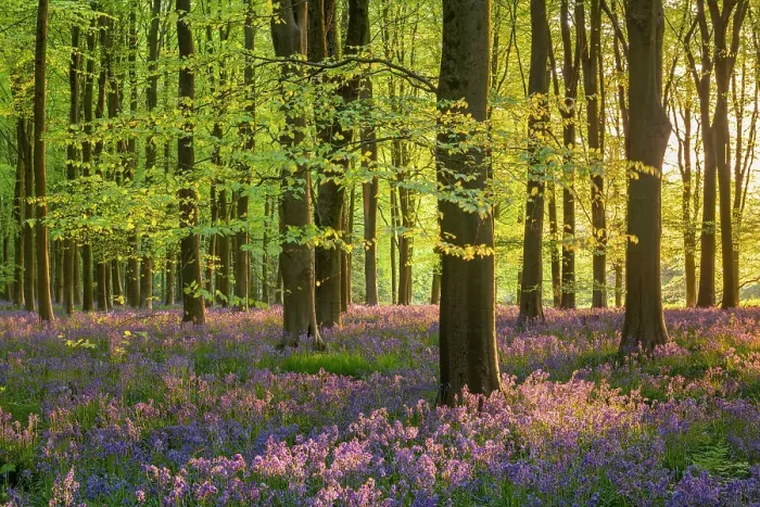 Framed Print : Late evening sunshine in a beautiful bluebell woodland, West Woods, Wiltshire, England. Spring (May) 2022 Framed Print : Late evening sunshine in a beautiful bluebell woodland, West Woods, Wiltshire, England. Spring (May) 2022