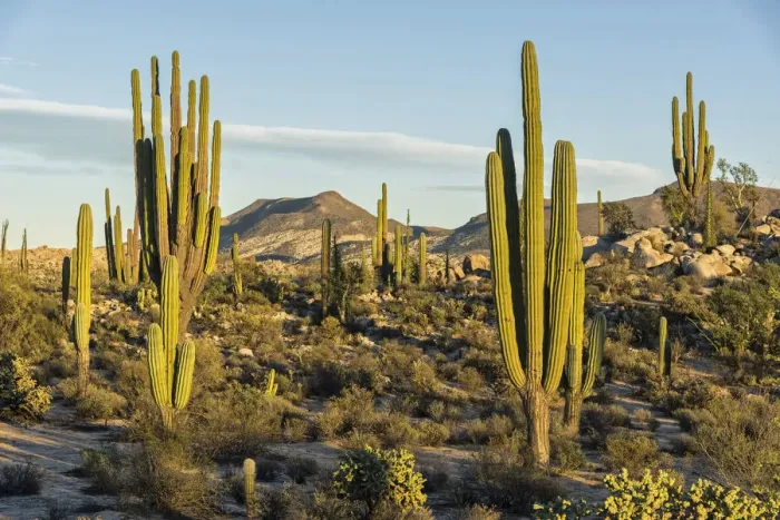Framed Print : Latin America, Mexico, Baja California, Desert landscape near Catavinia