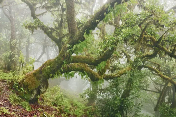 Framed Print : Laurel forest Laurisilva in fog - Portugal, Madeira, Porto Moniz, Fanal - Laurisilva Framed Print : Laurel forest Laurisilva in fog - Portugal, Madeira, Porto Moniz, Fanal - Laurisilva