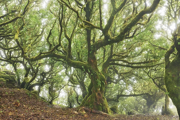 Laurel forest Laurisilva in fog - Portugal, Madeira, Porto Moniz, Fanal - Laurisilva