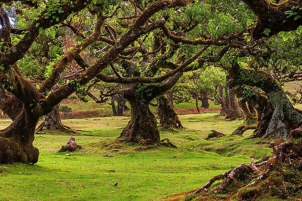 Laurel tree forest, UNESCO, Sao Vicente, Madeira, Portugal