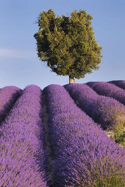 Laurel tree in Lavender field (Lavendula augustifolia), Valensole, Plateau de Valensole, Alpes-de-Haute-Provence, Provence-Alpes-Cote d Azur, Provence, France
