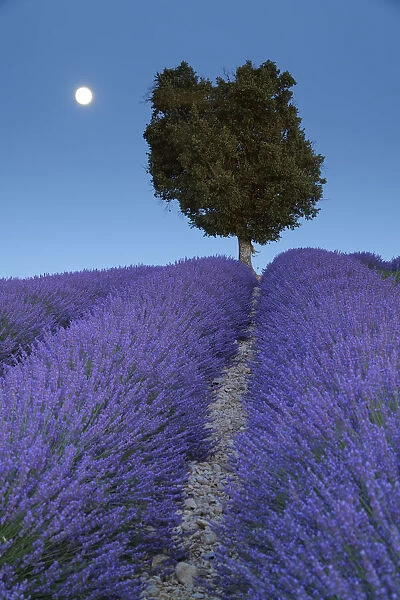 Laurel tree in the lavender field in the moonlight, (Lavendula augustifolia), Valensole, Plateau de Valensole, Alpes-de-Haute-Provence, Provence-Alpes-Cote d Azur, Provence, France