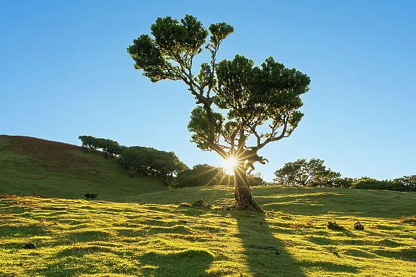 Laurel tree at sunrise, UNESCO, Sao Vicente, Madeira, Portugal
