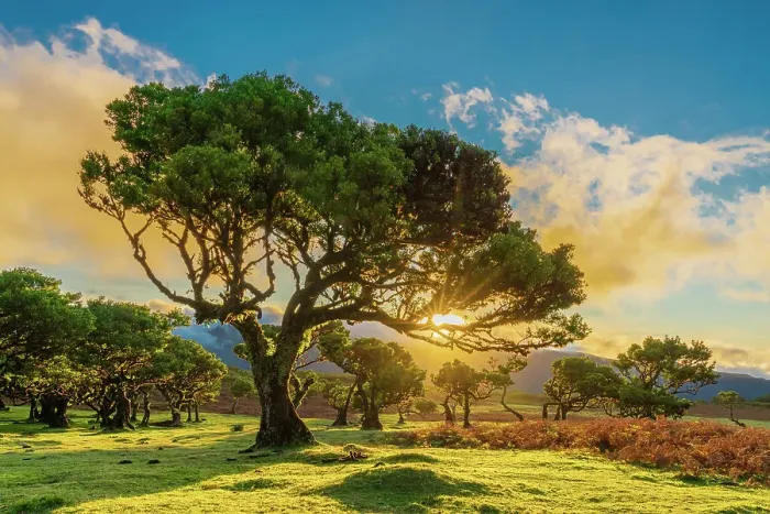 Framed Print : Laurel tree at sunset, UNESCO, Sao Vicente, Madeira, Portugal Framed Print : Laurel tree at sunset, UNESCO, Sao Vicente, Madeira, Portugal