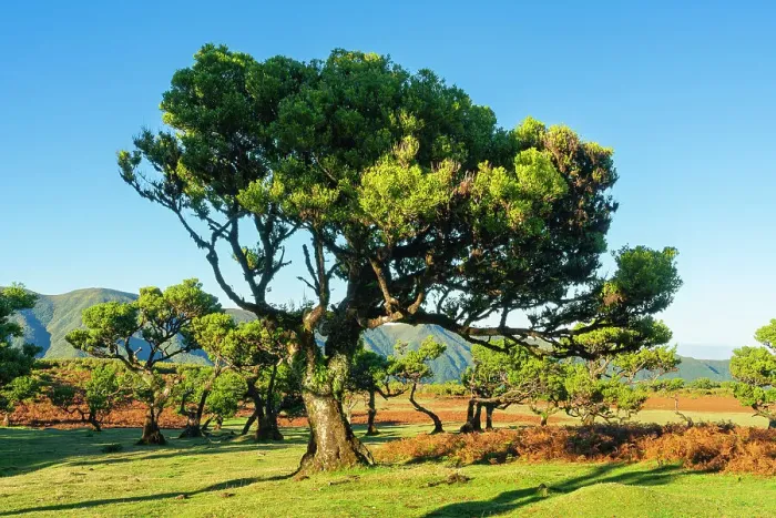 Framed Print : Laurel tree, UNESCO, Sao Vicente, Madeira, Portugal Framed Print : Laurel tree, UNESCO, Sao Vicente, Madeira, Portugal