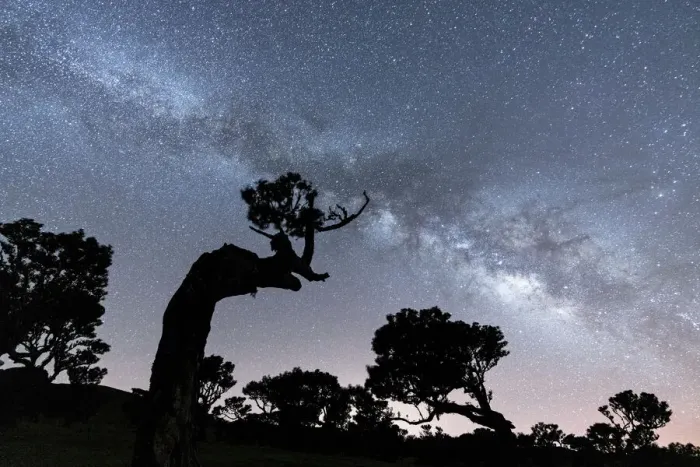 Framed Print : Laurel trees in Fanal forest under the Milky Way, Madeira island, Portugal Framed Print : Laurel trees in Fanal forest under the Milky Way, Madeira island, Portugal