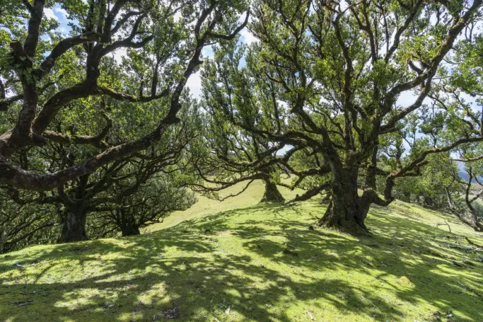 Framed Print : Laurel trees in the Laurisilva Forest, UNESCO World Heritage Site