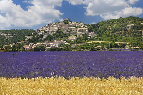 Lavendelfeld und Dorf Simiane la-Rotonde, Lavender (Lavendula augustifolia), Simiane la-Rotonde, Alpes-de-Haute-Provence, Provence-Alpes-Cote d Azur, Provence, France