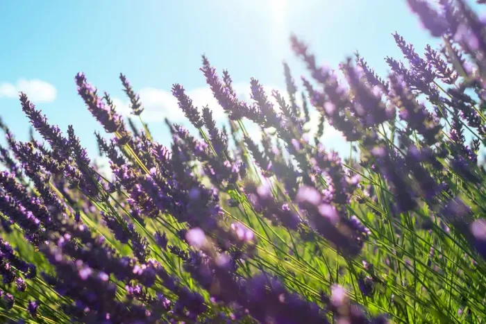 Framed Print : Lavender blossoms in height of bloom in early July, Plateau de Valensole Framed Print : Lavender blossoms in height of bloom in early July, Plateau de Valensole