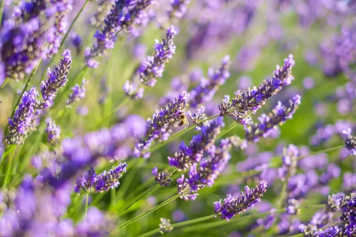 Framed Print : Lavender blossoms in height of bloom in early July, Plateau de Valensole Framed Print : Lavender blossoms in height of bloom in early July, Plateau de Valensole