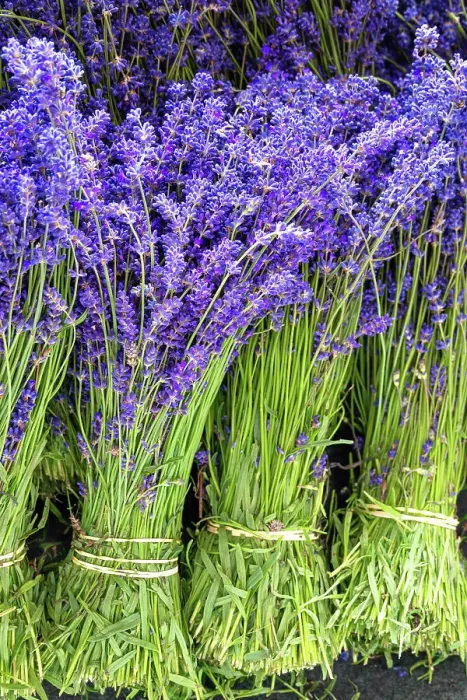 Framed Print : Lavender bunches, Kent, England