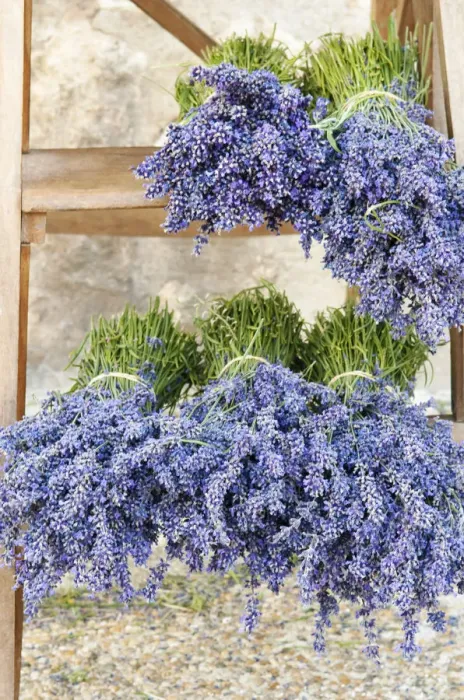 Framed Print : Lavender bundles for sale outside of a shop in Sault, Provence, France Framed Print : Lavender bundles for sale outside of a shop in Sault, Provence, France