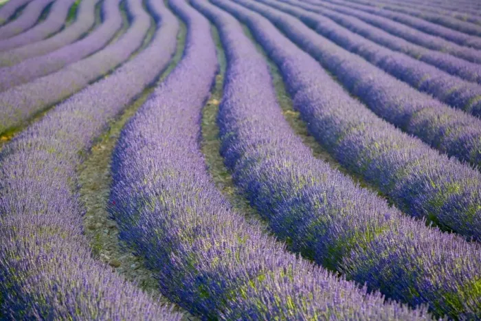 Framed Print : Lavender Field Framed Print : Lavender Field