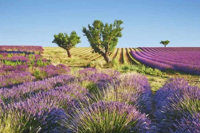 Framed Print : Lavender field and almond tree - France, Provence-Alpes-Cote d Azur Framed Print : Lavender field and almond tree - France, Provence-Alpes-Cote d Azur
