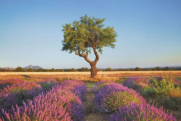 Lavender field and almond tree - France, Provence-Alpes-Cote d Azur