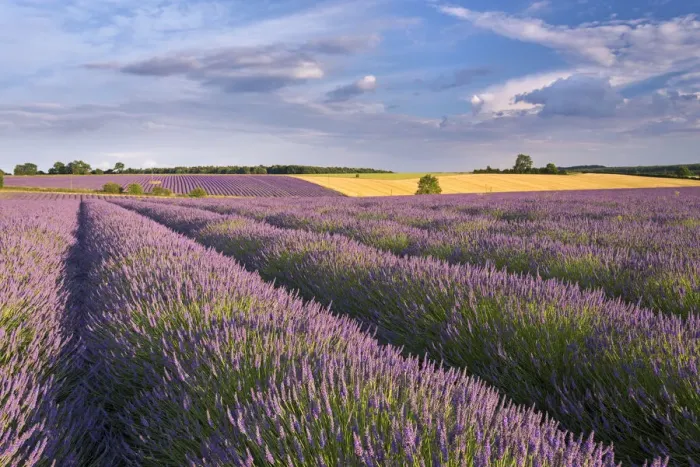Framed Print : Lavender field in full bloom, Snowshill, Cotswolds, England. Summer (July) Framed Print : Lavender field in full bloom, Snowshill, Cotswolds, England. Summer (July)