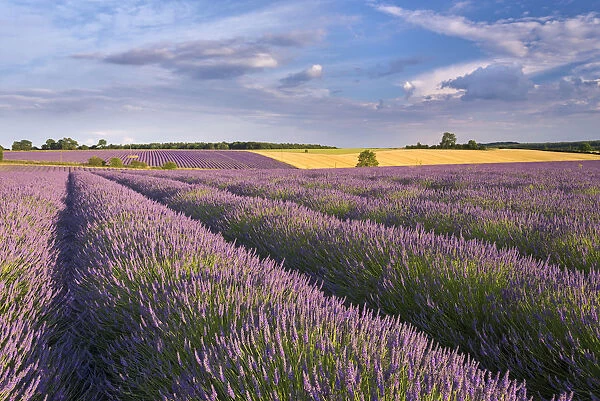 Lavender field in full bloom, Snowshill, Cotswolds, England. Summer (July)