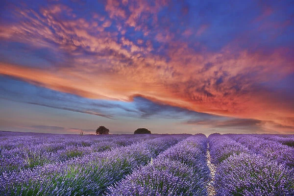 Lavender field and burning clouds - France, Provence-Alpes-Cote d Azur