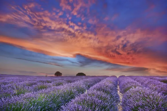 Framed Print : Lavender field and burning clouds - France, Provence-Alpes-Cote d Azur Framed Print : Lavender field and burning clouds - France, Provence-Alpes-Cote d Azur