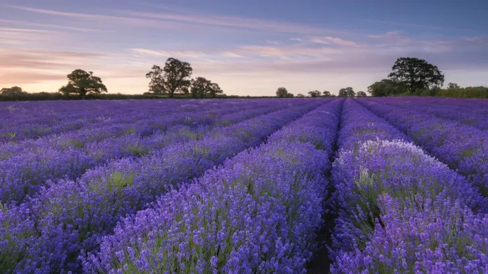 Framed Print : Lavender field at dawn, Somerset, England. Summer (July)
