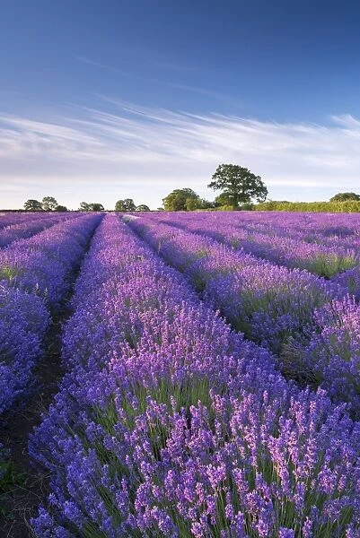 Lavender field in flower, Faulkland, Somerset, England. Summer (July) 2014