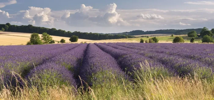 Framed Print : Lavender field in flower, Snowshill, Cotswolds, England. Summer (July) Framed Print : Lavender field in flower, Snowshill, Cotswolds, England. Summer (July)