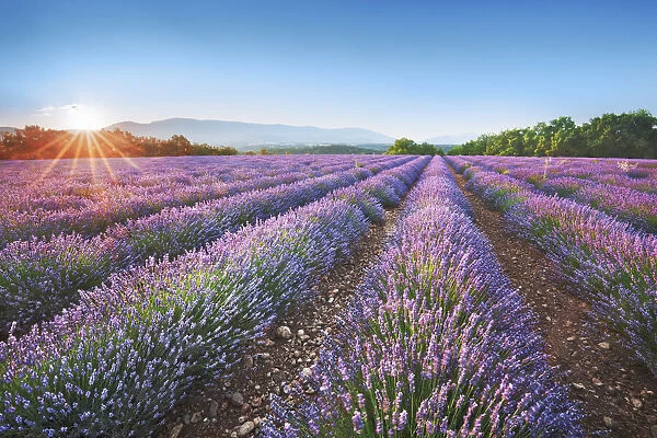 Lavender field - France, Provence-Alpes-Cote d Azur, Alpes de Haute Provence