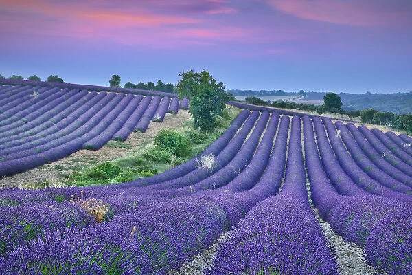 Lavender field - France, Provence-Alpes-Cote d Azur, Alpes de Haute Provence