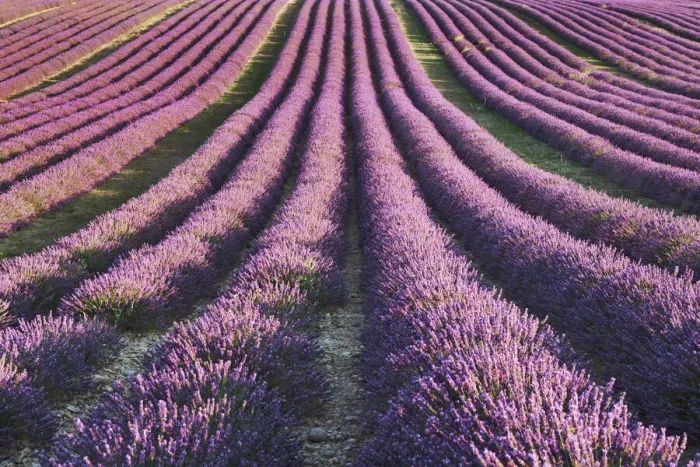 Framed Print : Lavender field - France, Provence-Alpes-Cote d Azur, Alpes de Haute Provence Framed Print : Lavender field - France, Provence-Alpes-Cote d Azur, Alpes de Haute Provence