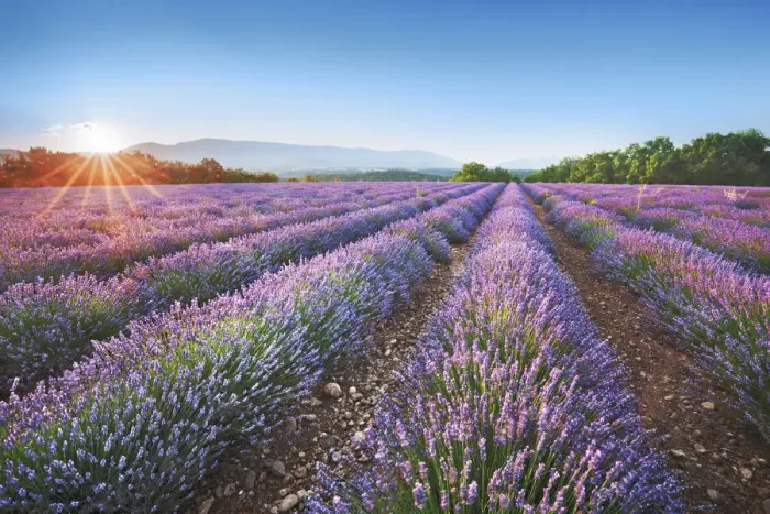 Framed Print : Lavender field - France, Provence-Alpes-Cote d Azur, Alpes de Haute Provence Framed Print : Lavender field - France, Provence-Alpes-Cote d Azur, Alpes de Haute Provence
