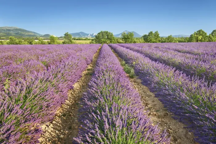 Framed Print : Lavender field - France, Provence-Alpes-Cote d Azur, Alpes de Haute Provence Framed Print : Lavender field - France, Provence-Alpes-Cote d Azur, Alpes de Haute Provence